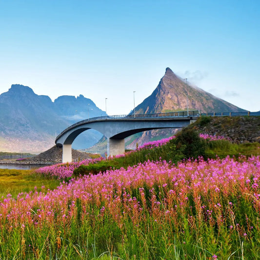 Bridge in Fredvang, Lofoten Islands. A mountain peak in the background, purple and pink flowers in the foreground. 