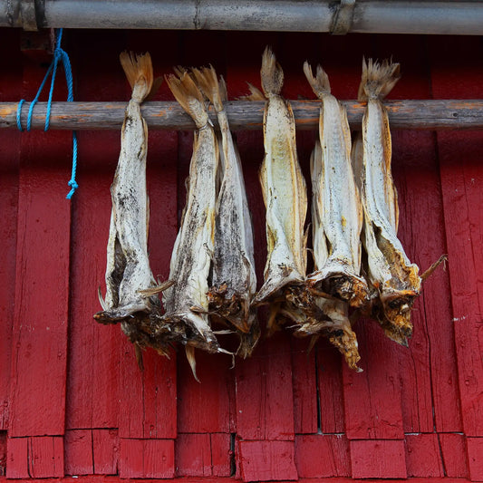 Dried stockfish hanging in front of a red fisherman cabin in Lofoten